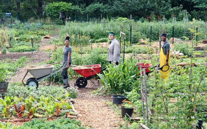 Three people pushing wheelbarrows pause for a photo amongst a green garden.